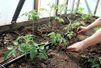 Drip Irrigation System